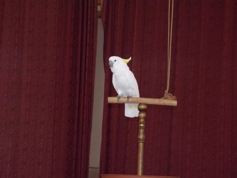 Papoušci v sokolovně - říjen 2014